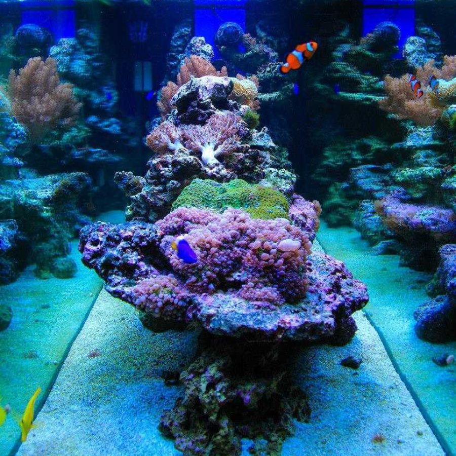 550 literes tengeri akvárium